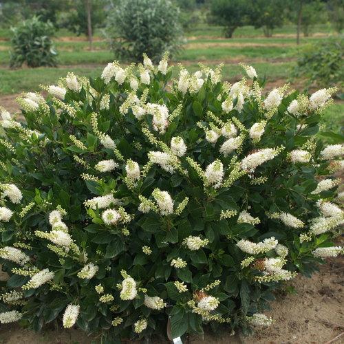 Clethra Alnifolia 'sugartina' - View 1 from www redcrocus com