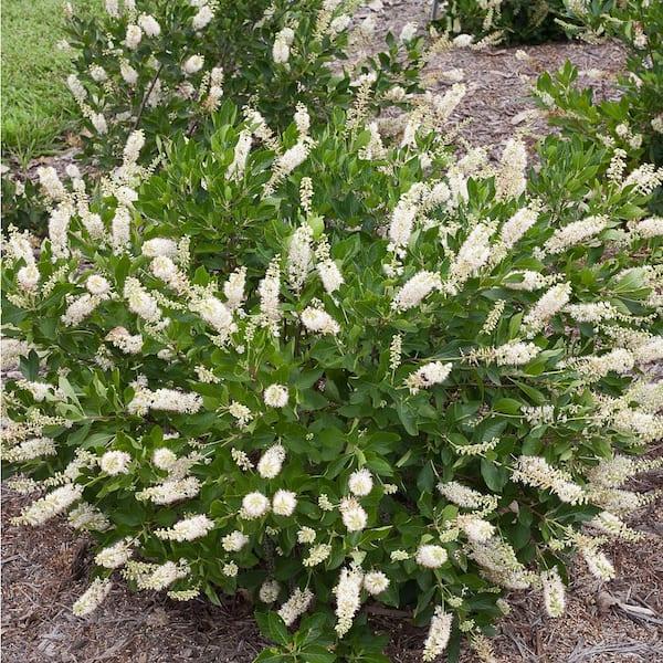 Clethra Alnifolia 'sugartina' - View 20 from www redcrocus com