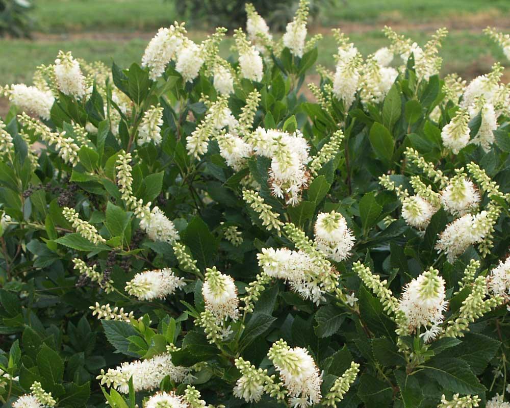 Clethra Alnifolia 'sugartina' - View 22 from www redcrocus com