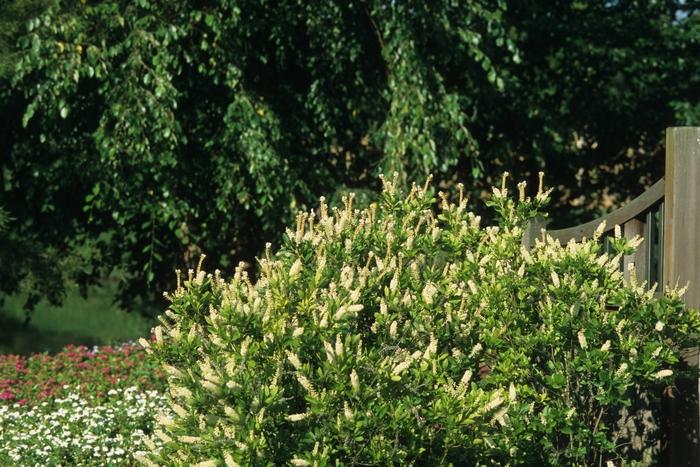Clethra Alnifolia 'sugartina' - View 24 from www redcrocus com