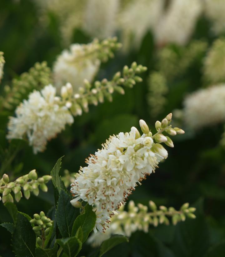 Clethra Alnifolia 'sugartina' - View 25 from www redcrocus com