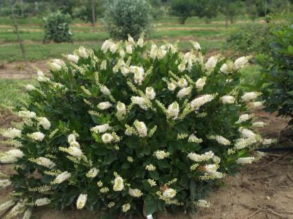 Clethra Alnifolia 'sugartina' - View 27 from www redcrocus com