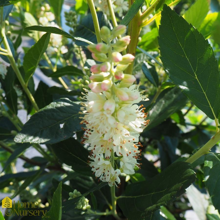 Clethra Alnifolia 'sugartina' - View 28 from www redcrocus com