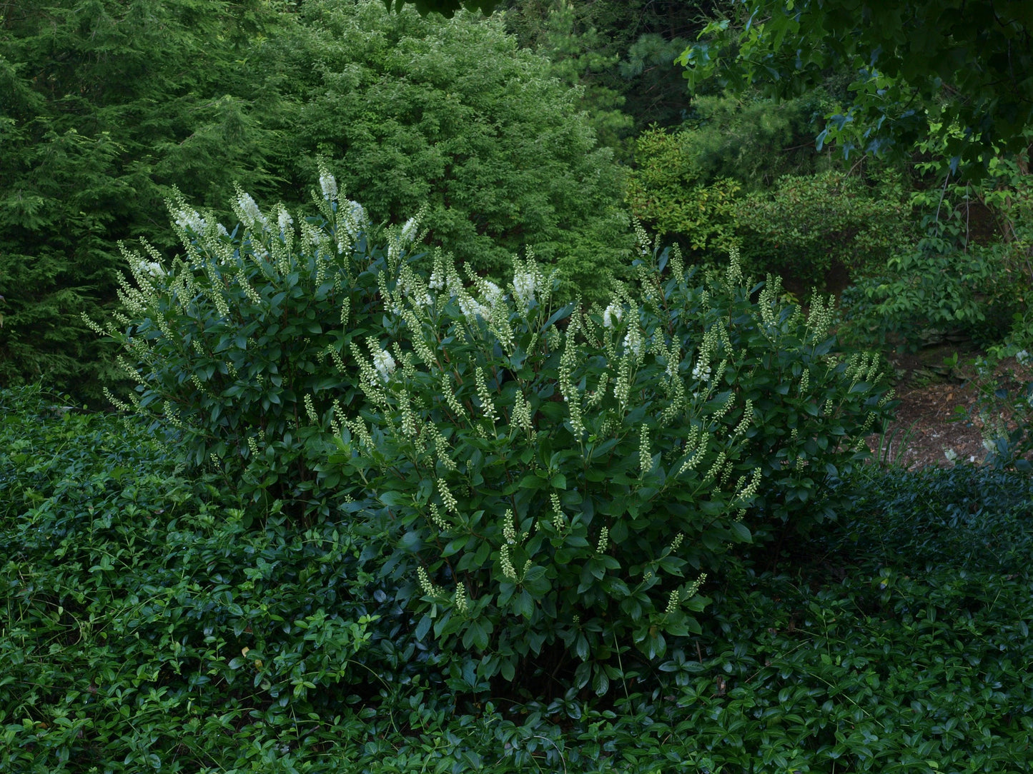 Clethra Alnifolia 'sugartina' - View 29 from www redcrocus com