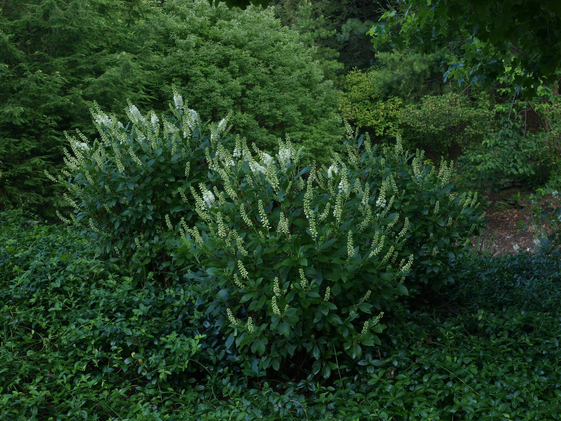 Clethra Alnifolia 'sugartina' - View 29 from www redcrocus com