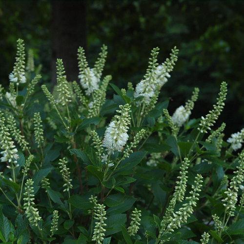 Clethra Alnifolia 'sugartina' - View 2 from www redcrocus com