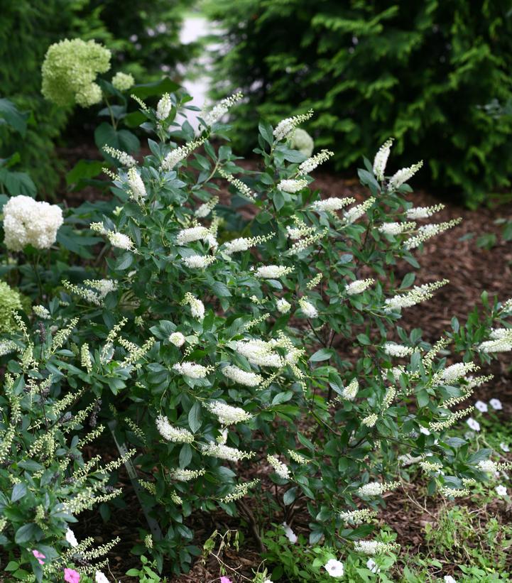 Clethra Alnifolia 'sugartina' - View 31 from www redcrocus com