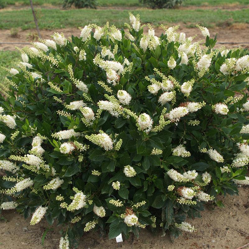 Clethra Alnifolia 'sugartina' - View 34 from www redcrocus com