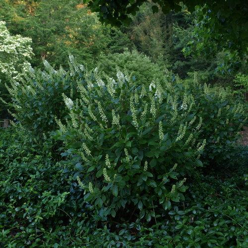 Clethra Alnifolia 'sugartina' - View 3 from www redcrocus com