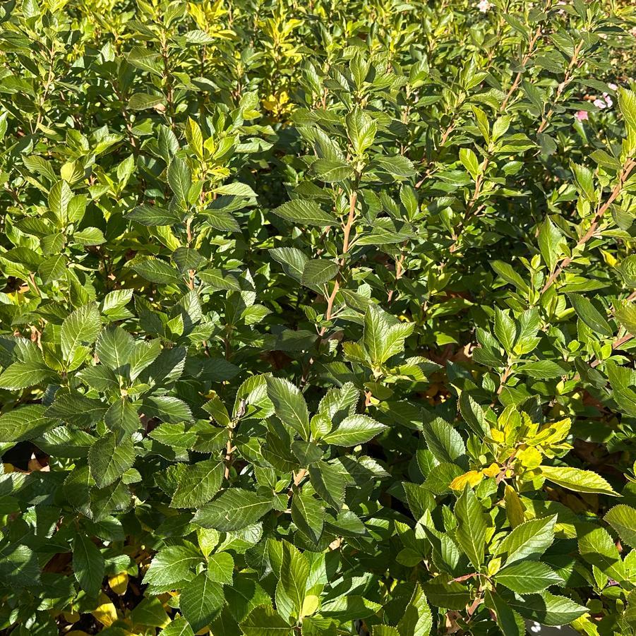 Clethra Alnifolia 'sugartina' - View 6 from www redcrocus com