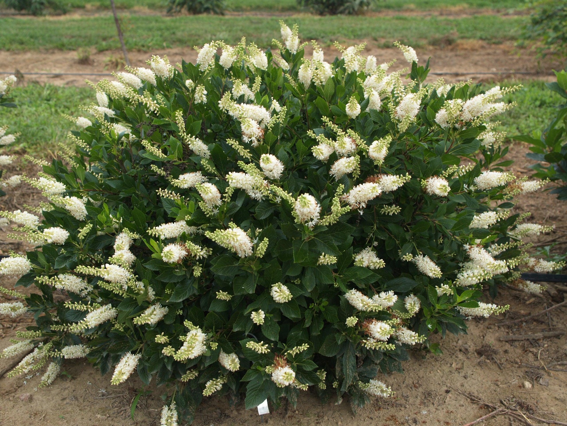 Clethra Alnifolia 'sugartina' - View 8 from www redcrocus com