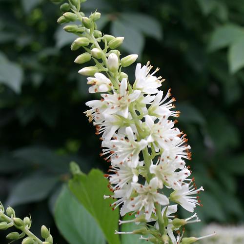 Clethra Alnifolia 'sugartina' - View 9 from www redcrocus com
