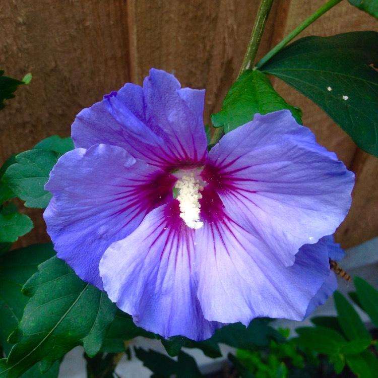 Hibiscus Syriacus Blue Chiffon - View 14 from www redcrocus com