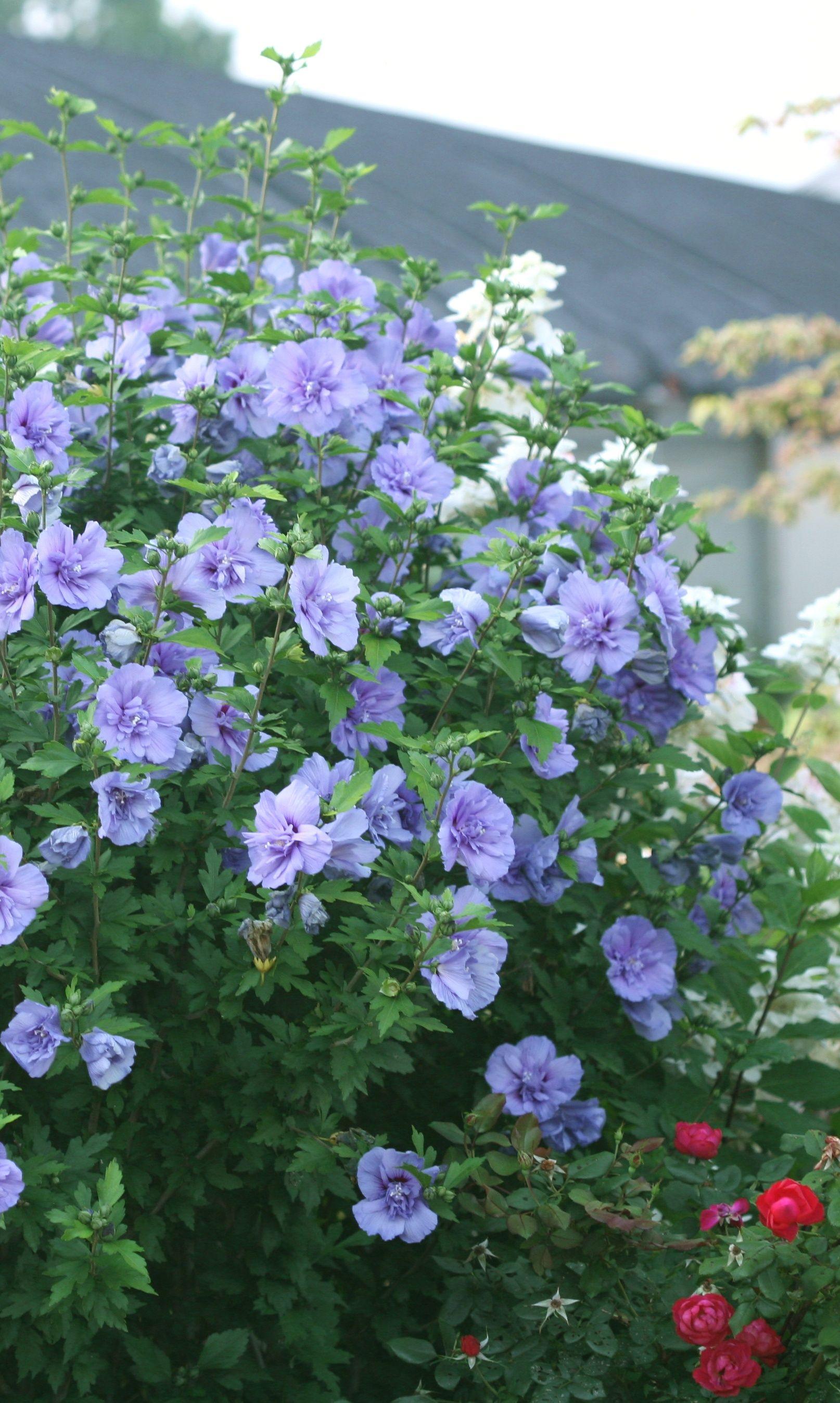 Hibiscus Syriacus Blue Chiffon - View 5 from www redcrocus com