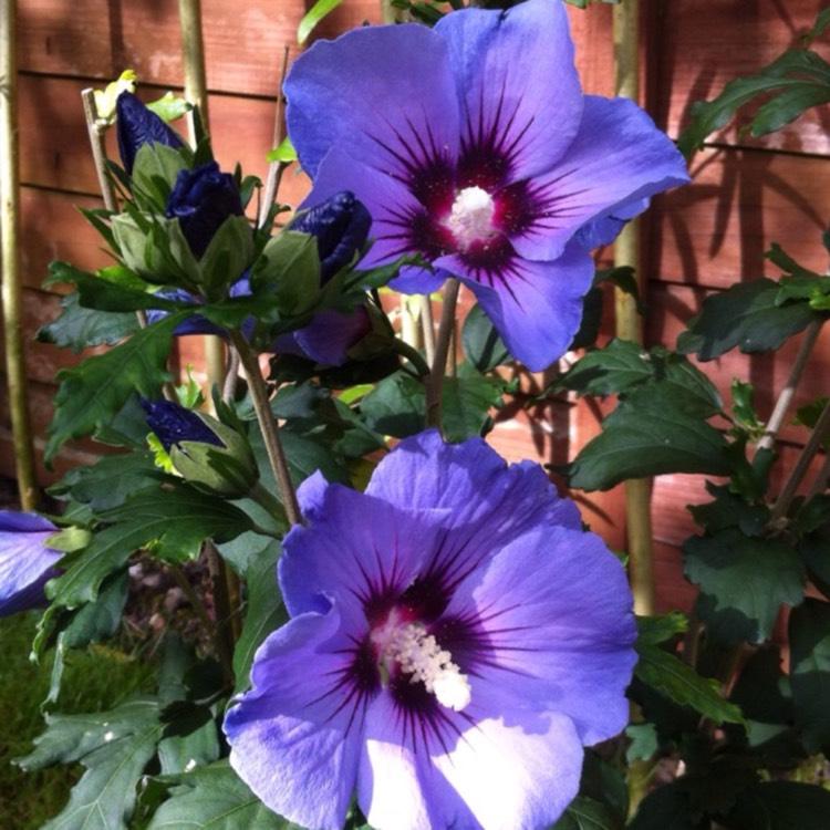 Hibiscus Syriacus Blue Chiffon - View 8 from www redcrocus com
