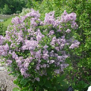 Syringa Meyeri Palibin Tree Form - View 11 from www redcrocus com