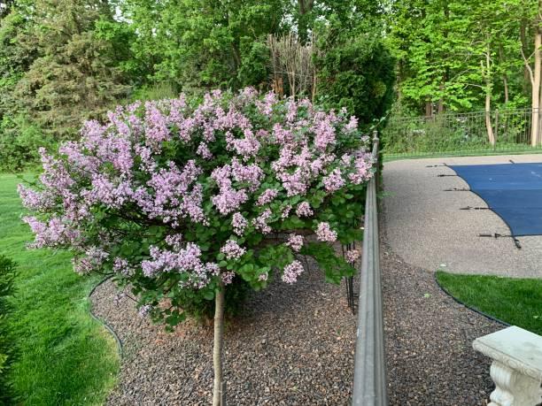 Syringa Meyeri Palibin Tree Form - View 12 from www redcrocus com