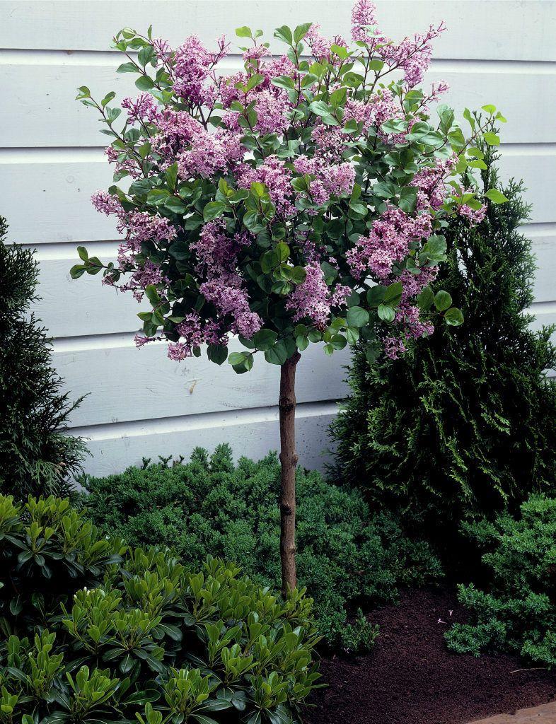 Syringa Meyeri Palibin Tree Form - View 15 from www redcrocus com
