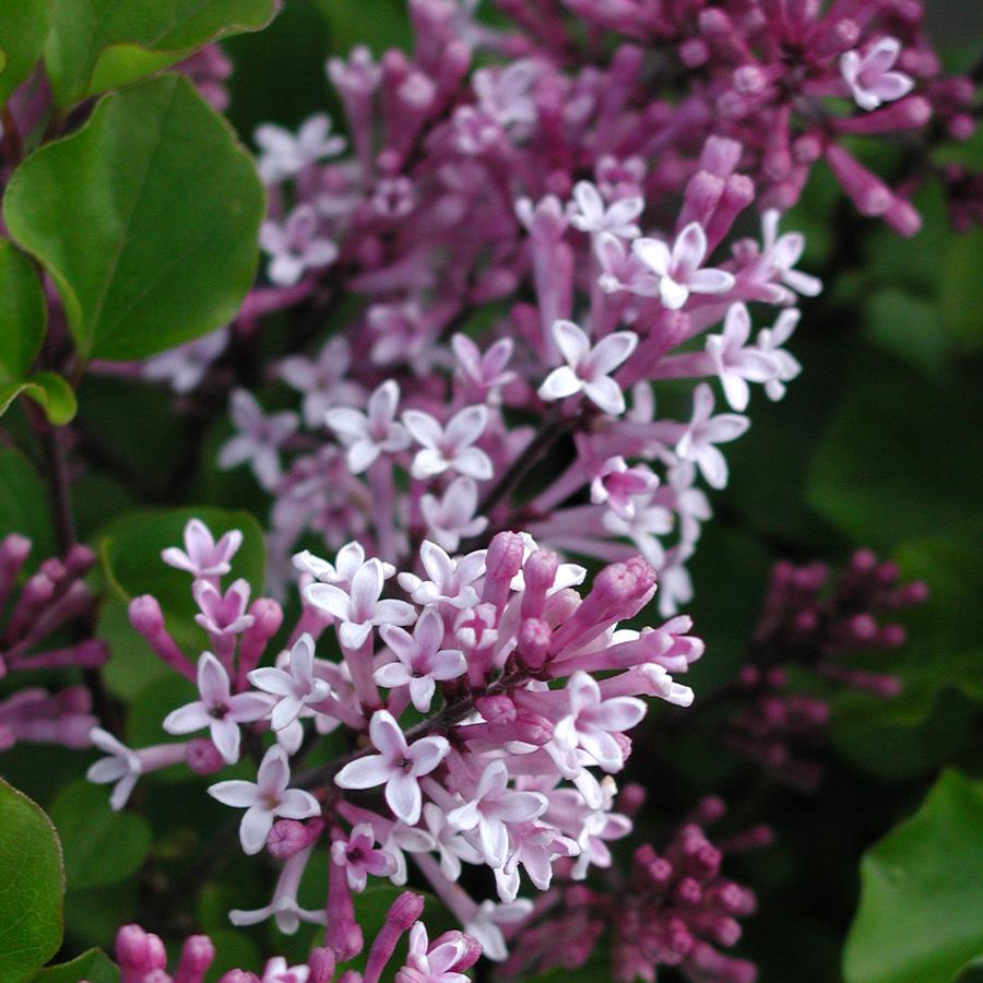 Syringa Meyeri Palibin Tree Form - View 16 from www redcrocus com