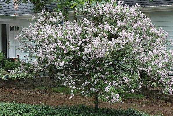 Syringa Meyeri Palibin Tree Form - View 19 from www redcrocus com