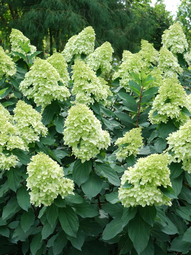 Hydrangea Paniculata Limelight Prime - View 10 from www redcrocus com