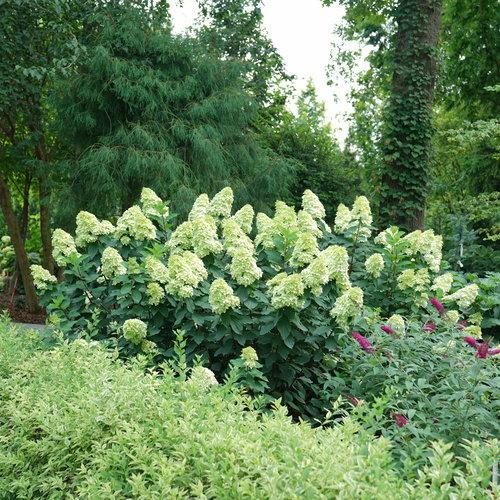 Hydrangea Paniculata Limelight Prime - View 11 from www redcrocus com