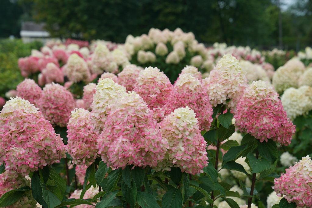 Hydrangea Paniculata Limelight Prime - View 12 from www redcrocus com