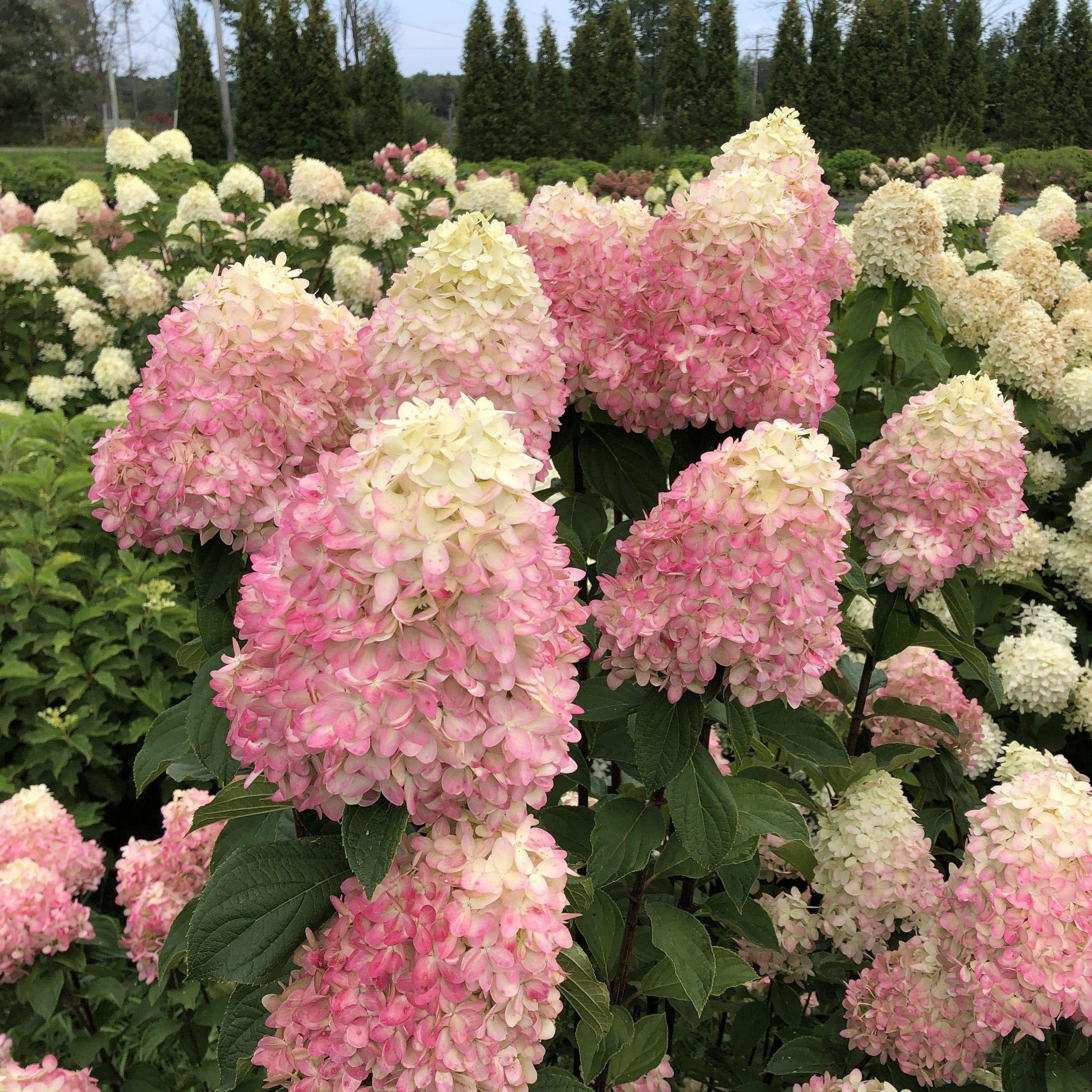 Hydrangea Paniculata Limelight Prime - View 14 from www redcrocus com
