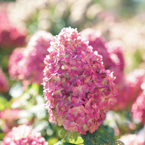 Hydrangea Paniculata Limelight Prime - View 15 from www redcrocus com