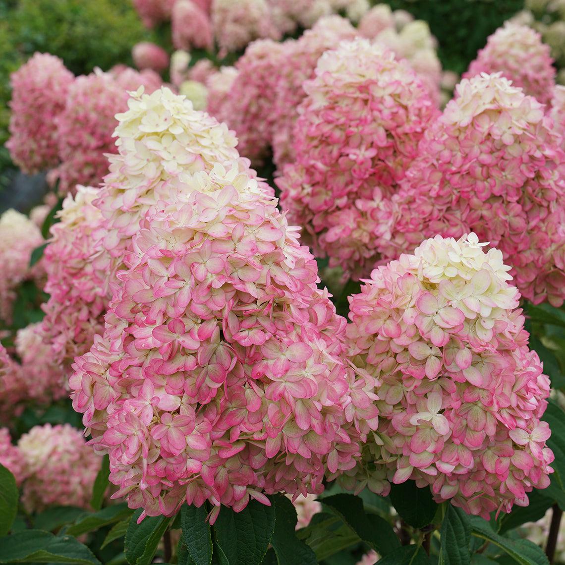 Hydrangea Paniculata Limelight Prime - View 16 from www redcrocus com