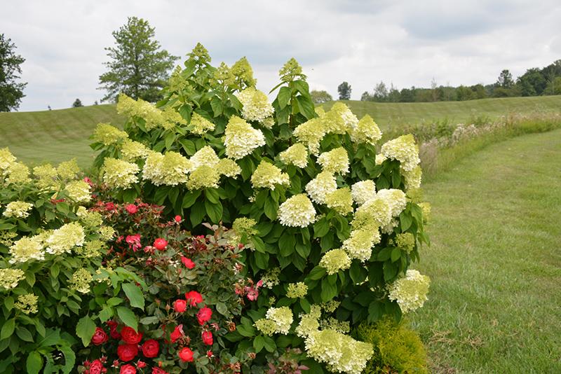 Hydrangea Paniculata Limelight Prime - View 17 from www redcrocus com