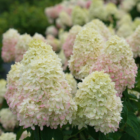 Hydrangea Paniculata Limelight Prime - View 1 from www redcrocus com