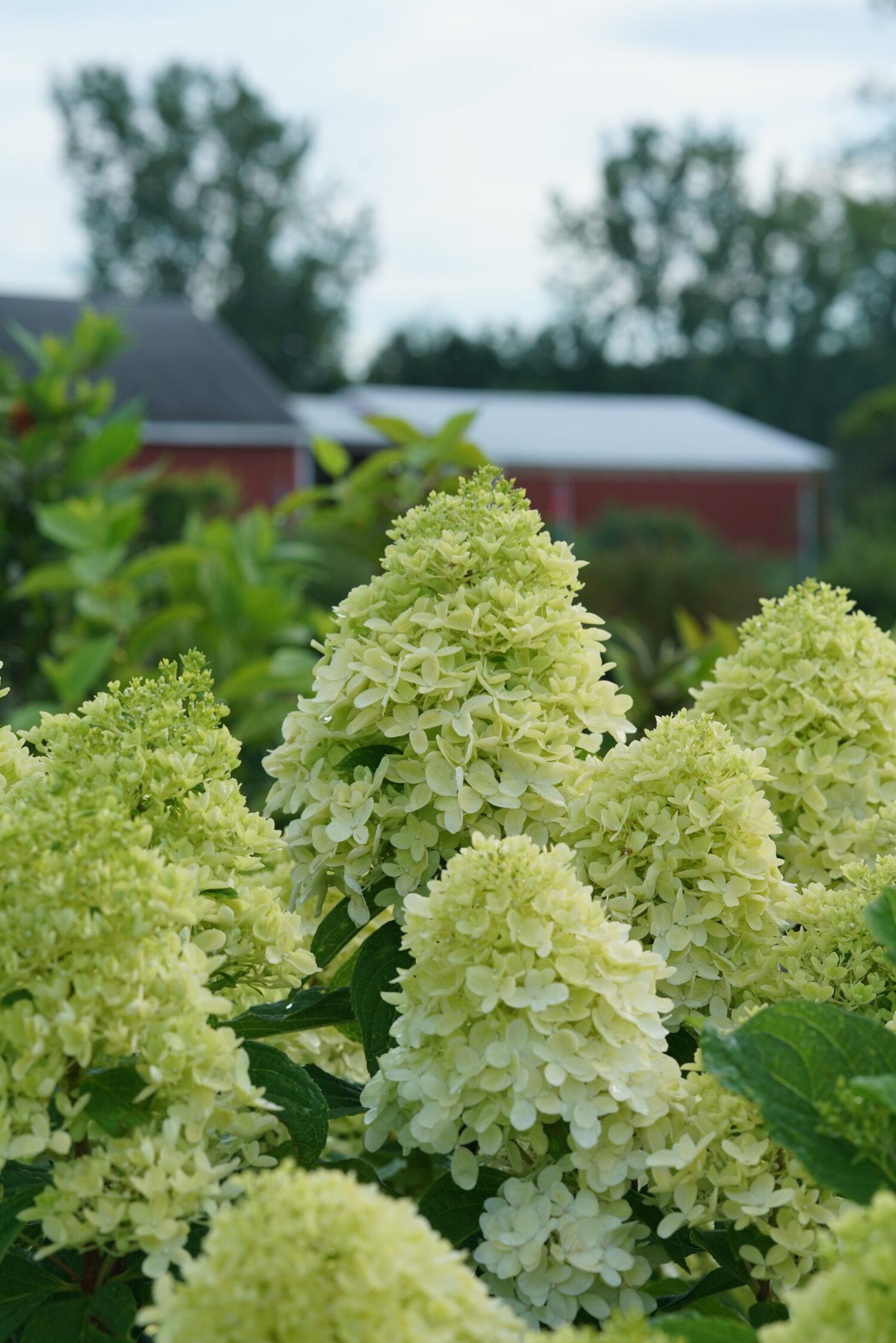 Hydrangea Paniculata Limelight Prime - View 20 from www redcrocus com