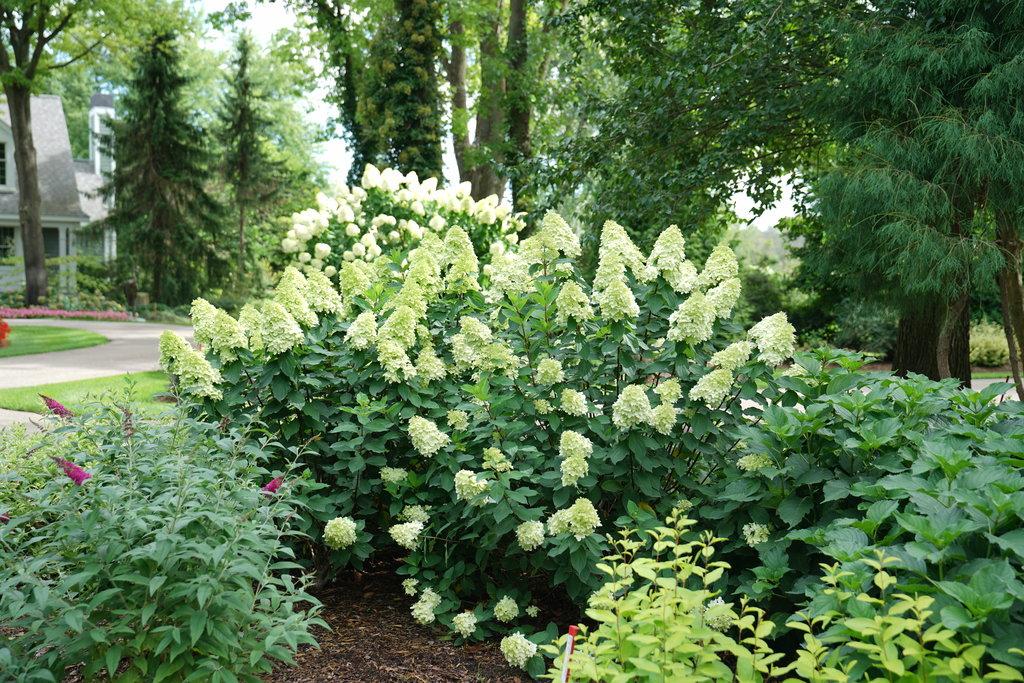 Hydrangea Paniculata Limelight Prime - View 2 from www redcrocus com
