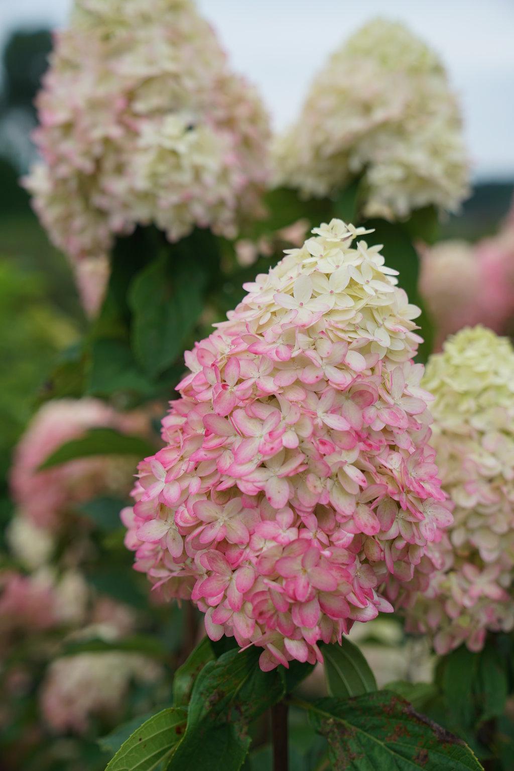 Hydrangea Paniculata Limelight Prime - View 3 from www redcrocus com
