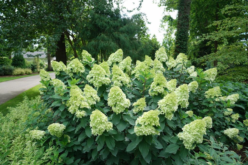 Hydrangea Paniculata Limelight Prime - View 4 from www redcrocus com