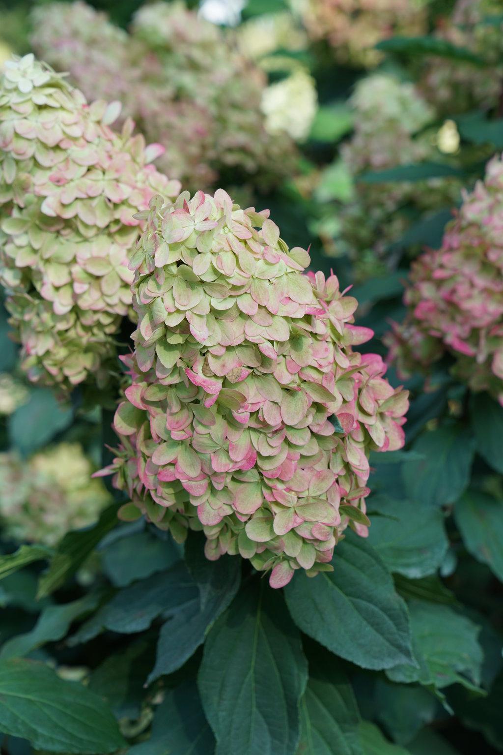 Hydrangea Paniculata Limelight Prime - View 5 from www redcrocus com