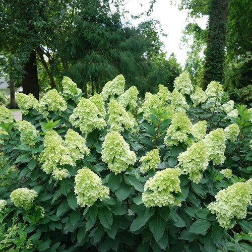 Hydrangea Paniculata Limelight Prime - View 6 from www redcrocus com