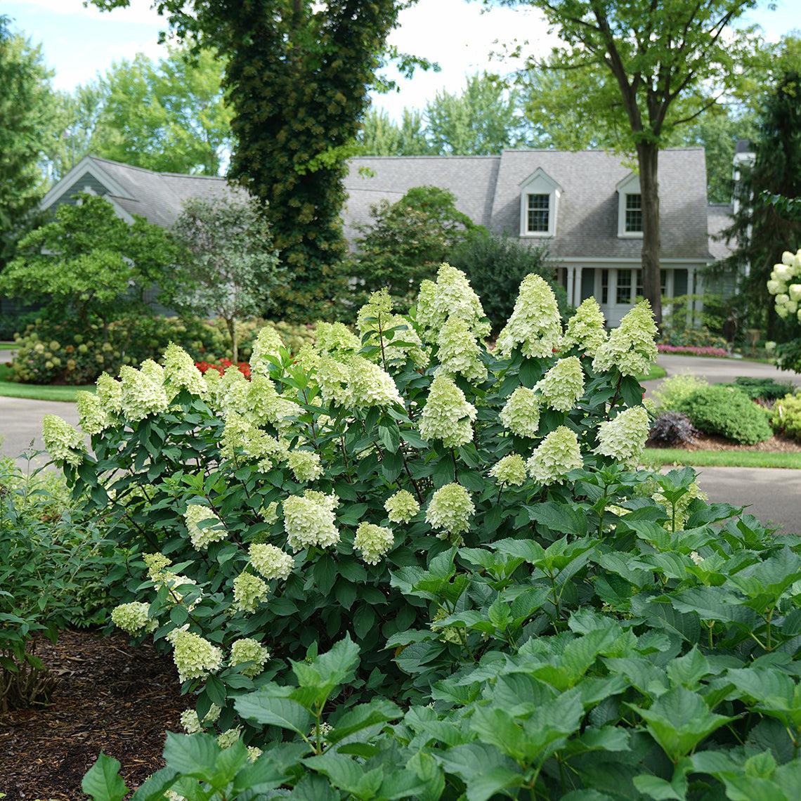 Hydrangea Paniculata Limelight Prime - View 7 from www redcrocus com