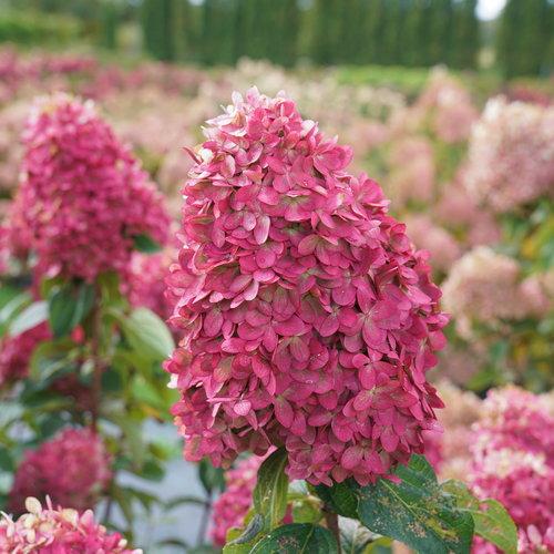 Hydrangea Paniculata Limelight Prime - View 8 from www redcrocus com