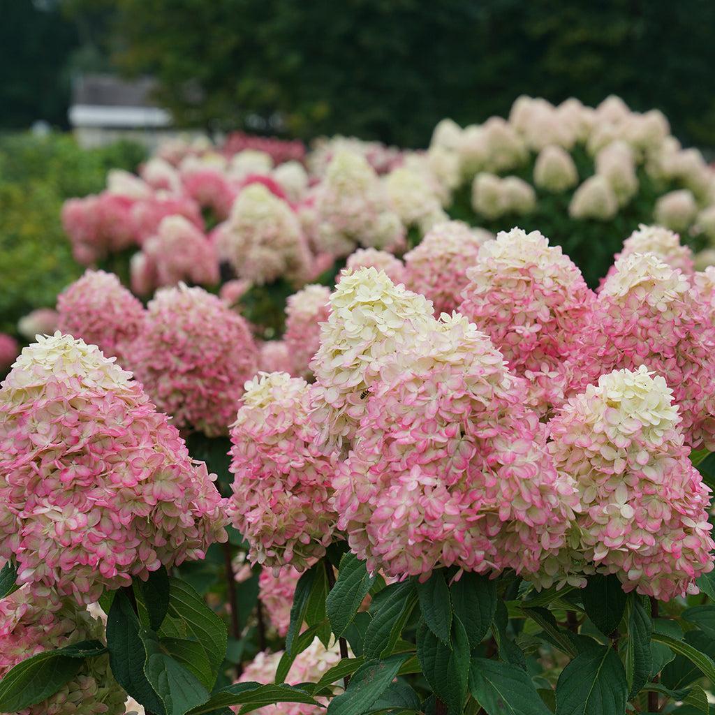 Hydrangea Paniculata Limelight Prime - View 9 from www redcrocus com