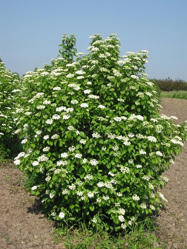 Viburnum Lentago - View 12 from www redcrocus com