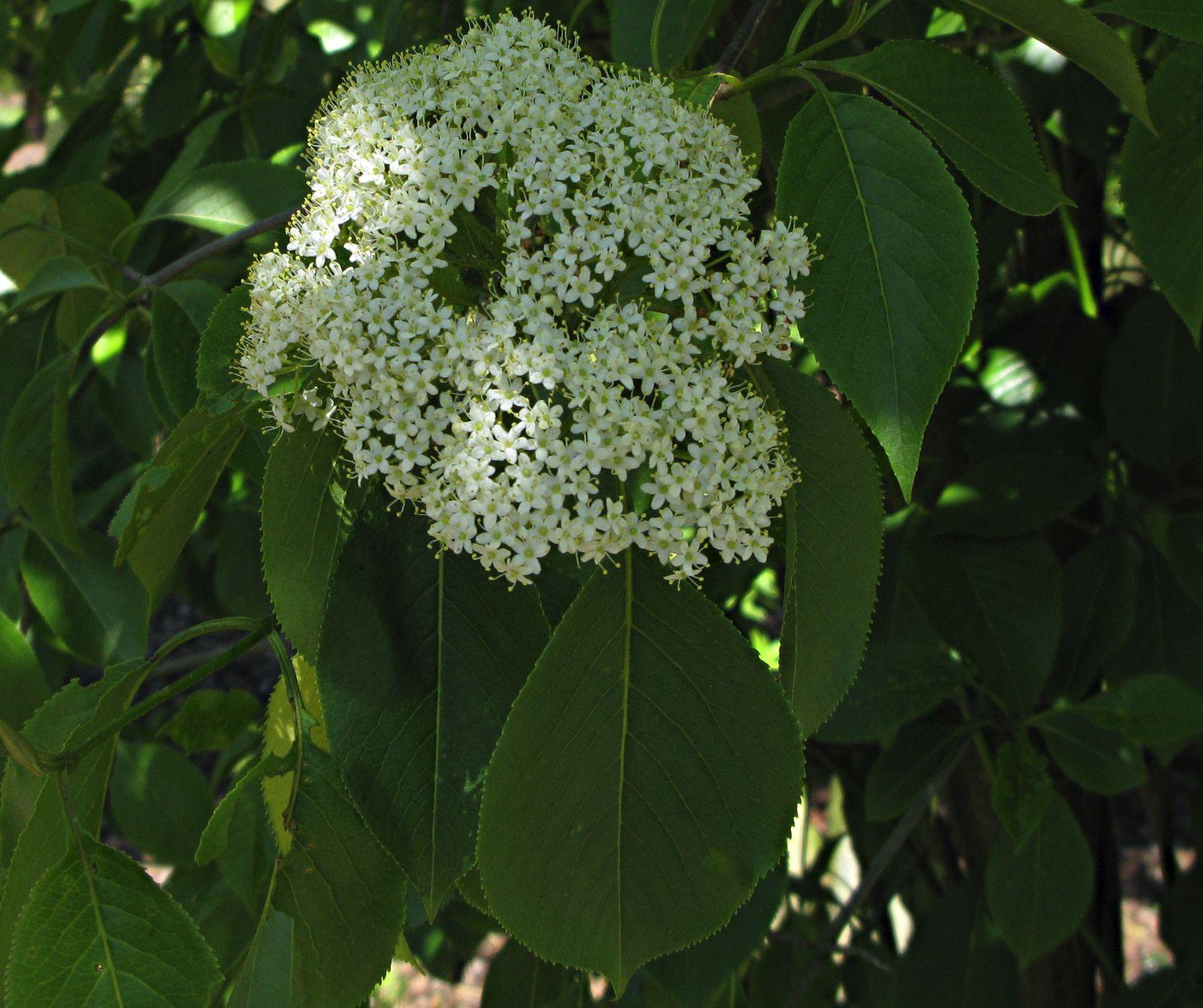 Viburnum Lentago - View 13 from www redcrocus com