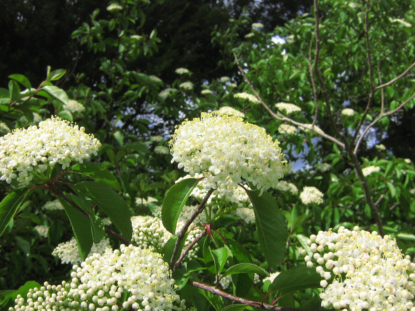 Viburnum Lentago - View 14 from www redcrocus com