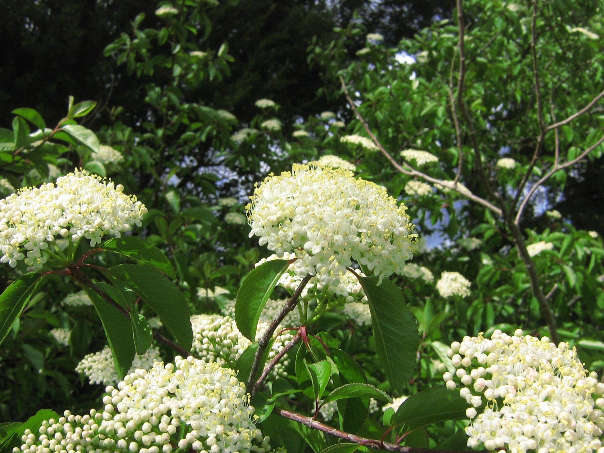 Viburnum Lentago - View 14 from www redcrocus com