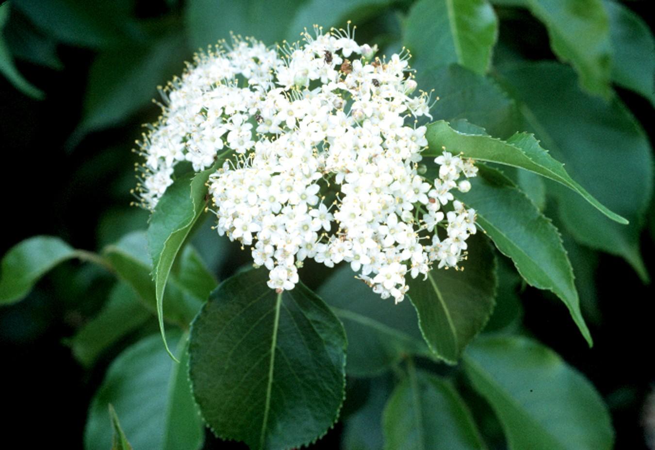 Viburnum Lentago - View 15 from www redcrocus com
