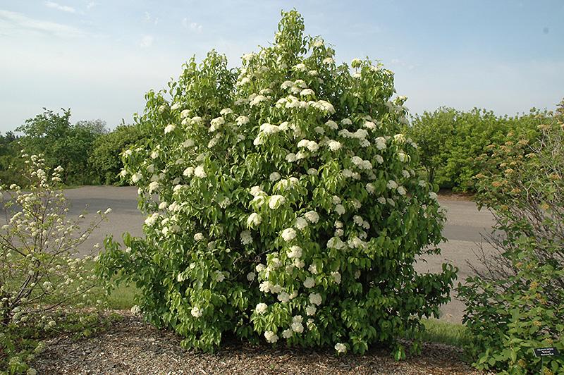 Viburnum Lentago - View 16 from www redcrocus com
