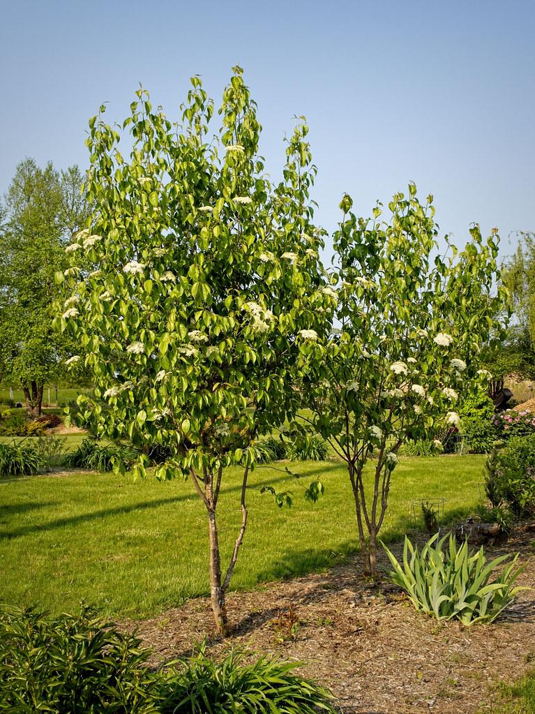 Viburnum Lentago - View 18 from www redcrocus com