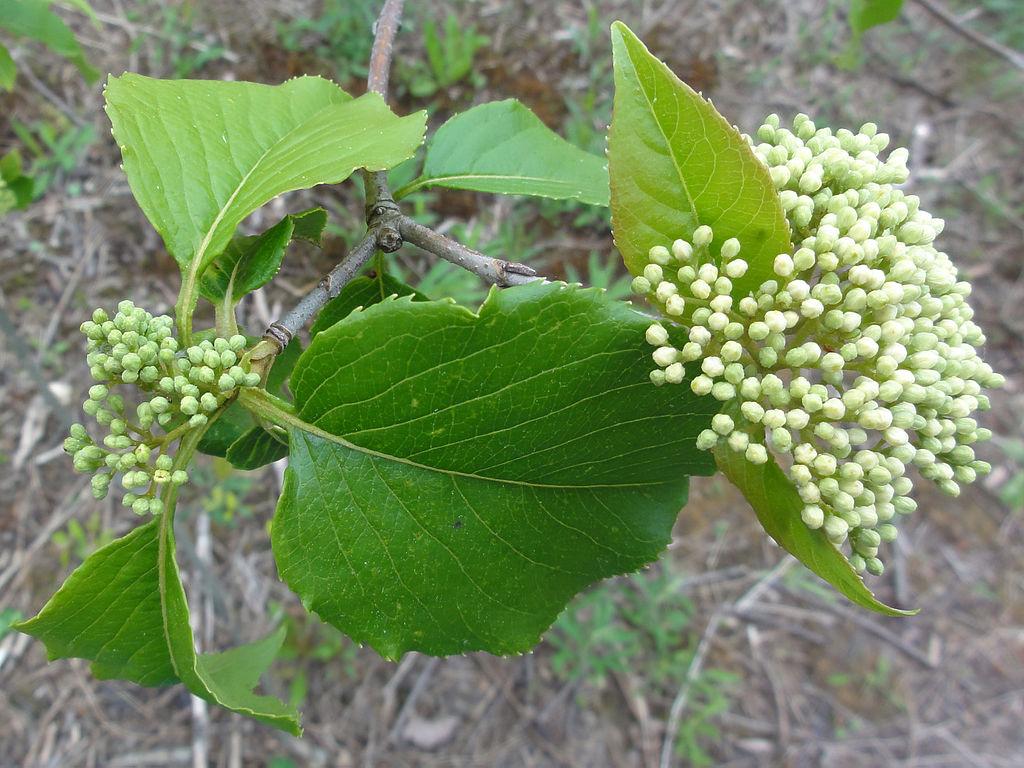 Viburnum Lentago - View 19 from www redcrocus com