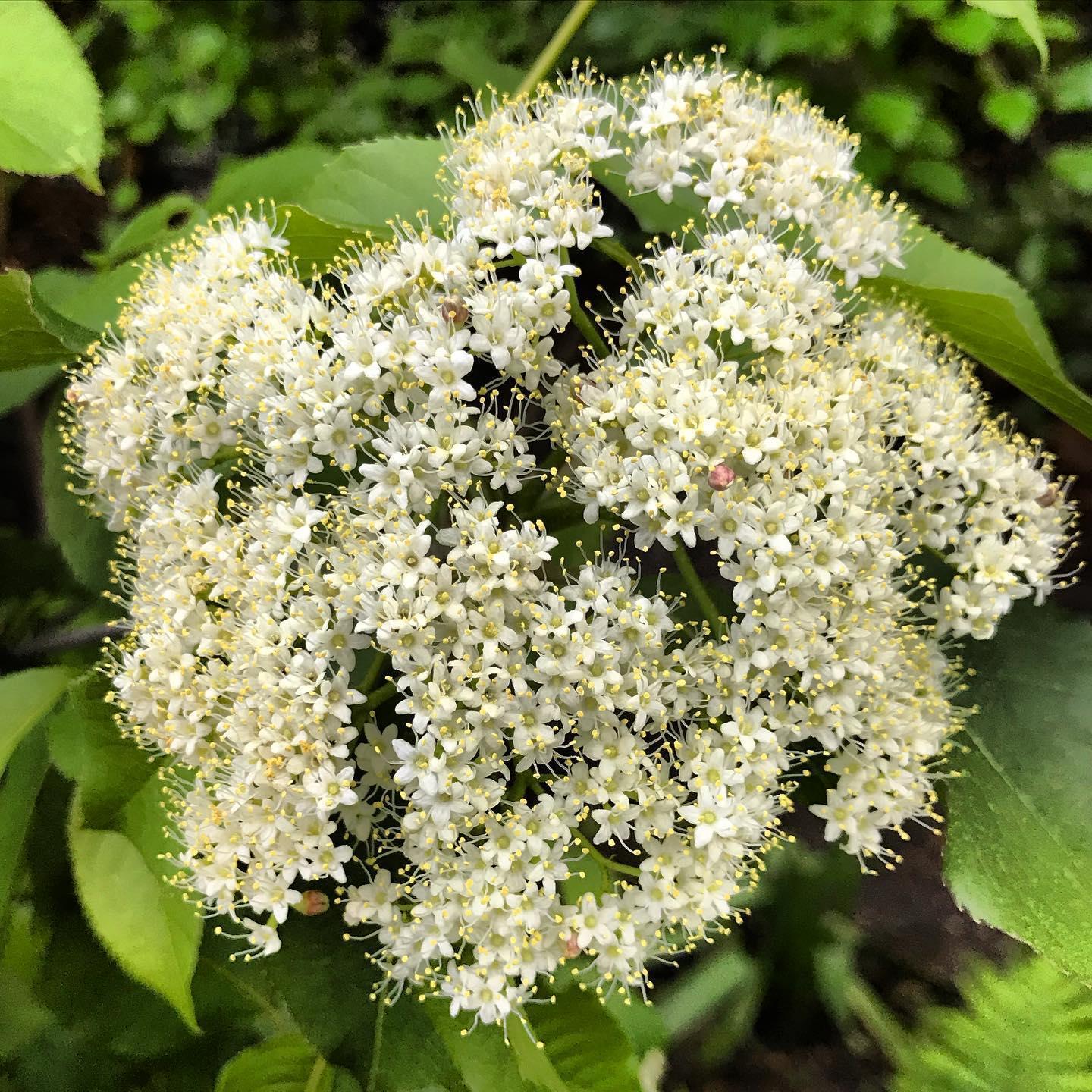 Viburnum Lentago - View 22 from www redcrocus com